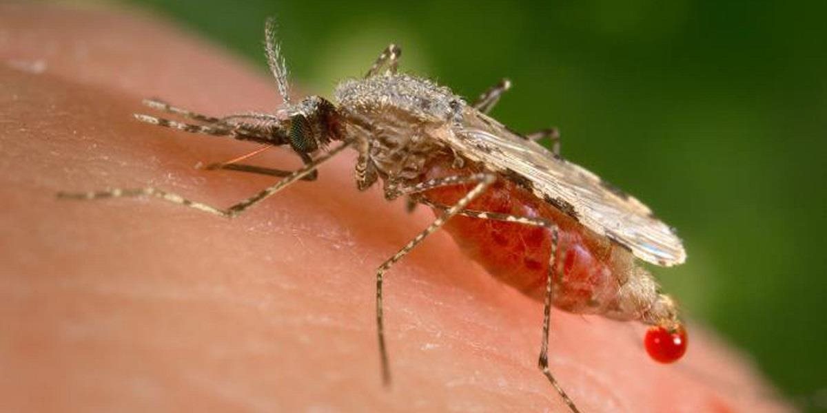 Európsky región WHO je prvý na svete, kde sa podarilo prerušiť prenos malárie