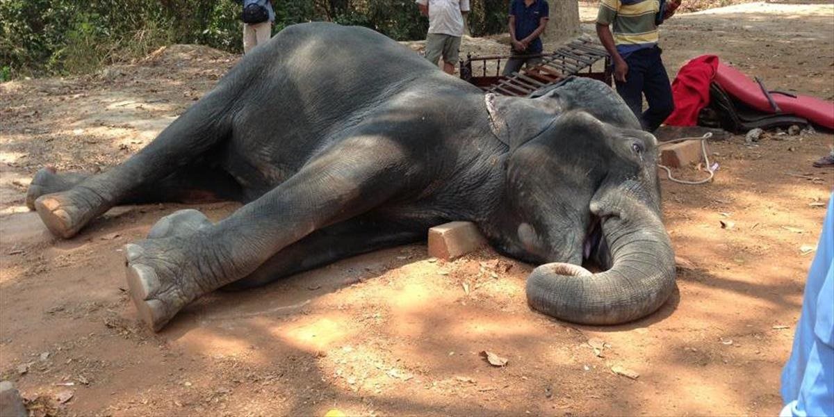 Smutné FOTO: Slon zomrel na vyčerpanie, turistov nosil 15 rokov