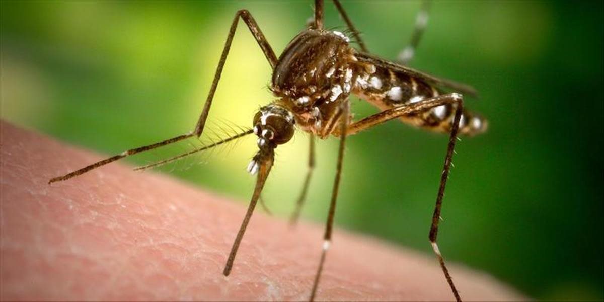 Sezóna komárov začína: Európa by sa mala pripraviť na príchod vírusu zika, hovorí odborník