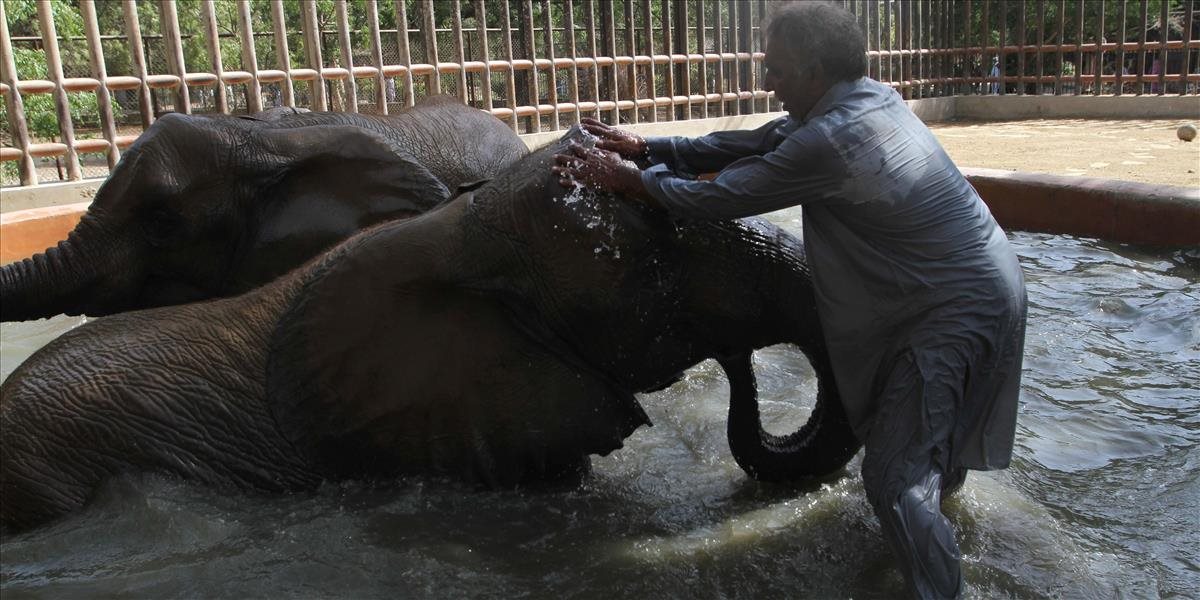 Slony, na ktorých môžu v Kambodži jazdiť turisti, budú pracovať kratšie