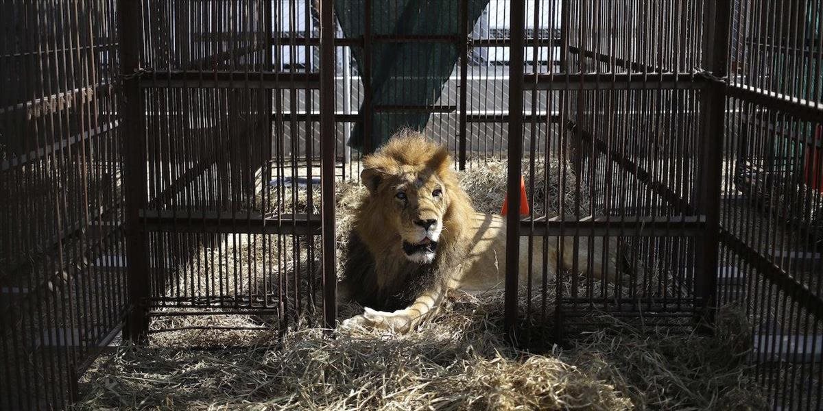 Do JAR letecky prepravia 33 levov zachránených z cirkusov