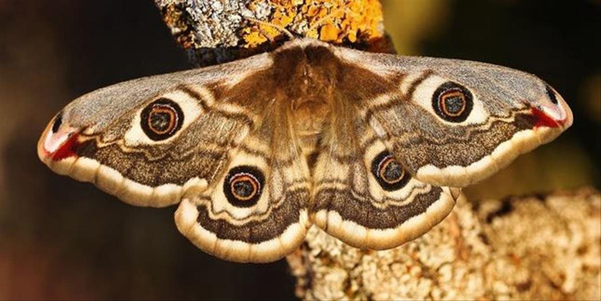 Odborníkov prekvapil pod Tatrami najväčší stredoeurópsky motýľ