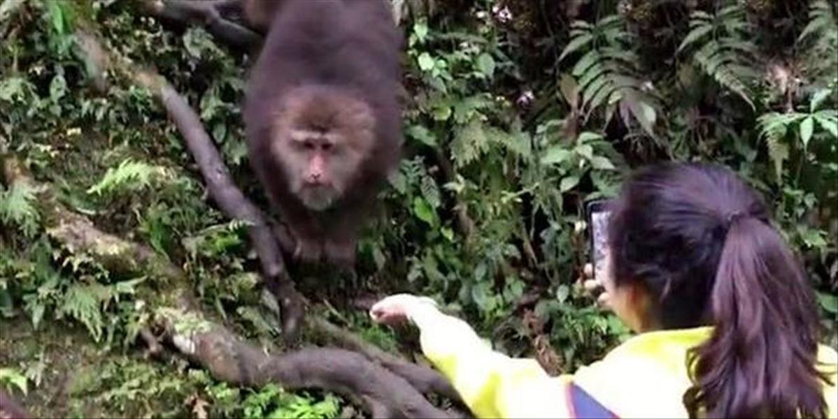VIDEO Nenásytná opica okradla turistku, toto v safari radšej nerobte
