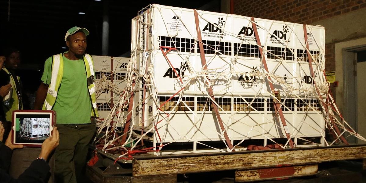 Do Afriky previezli 33 levov týraných v cirkusoch v Kolumbii a Peru