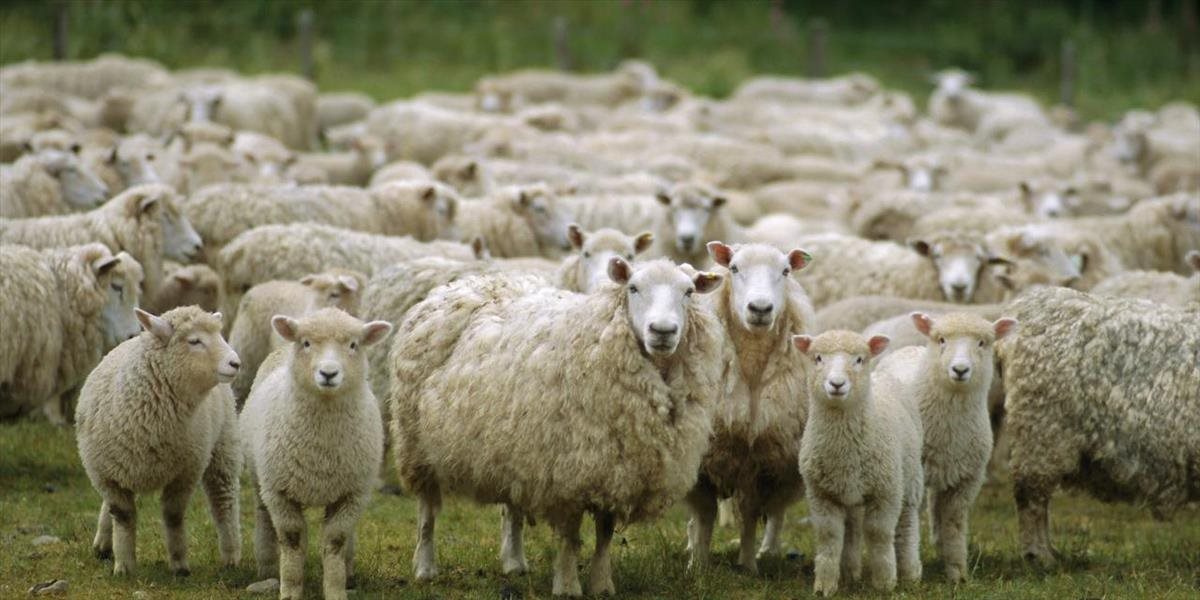 Vlani sa na Slovensku chovalo 372,5 tis. oviec