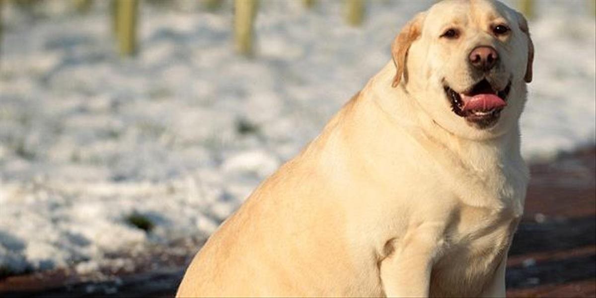 Obezitu u labradorov spôsobuje zmena génu