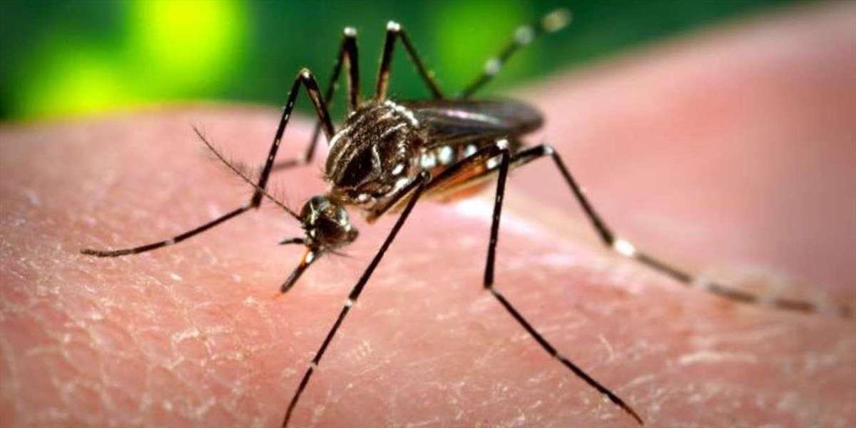 Na Kajmaních ostrovoch nasadia proti vírusu zika geneticky modifikované komáre