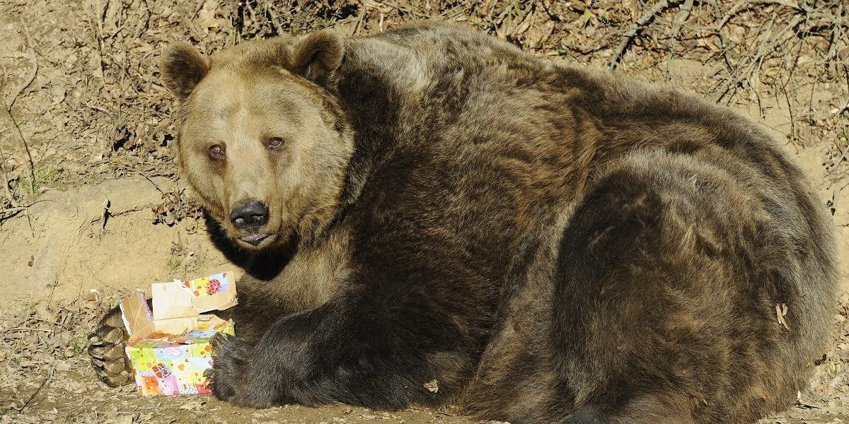 Mimoriadna situácia v Tatrách pre časté návštevy medveďov trvá mesiac
