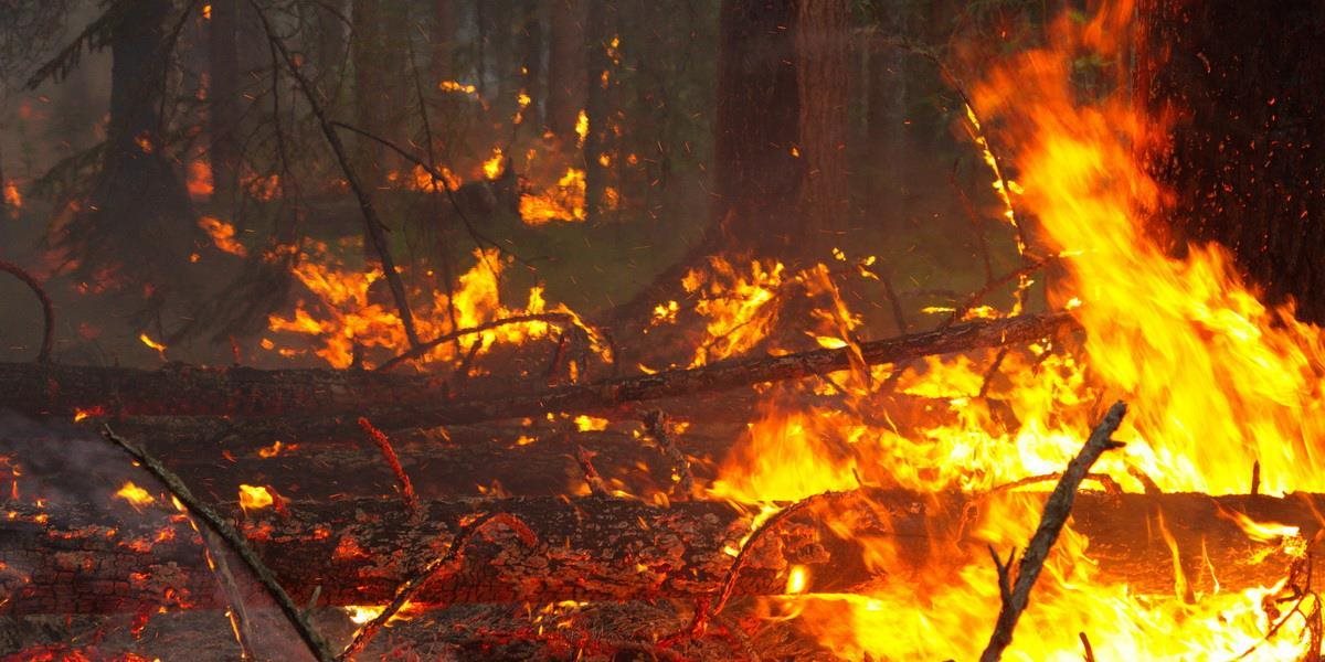 Za štyri dni sa plocha lesov zachvátených požiarom na Sibíri 6-násobne zvýšila