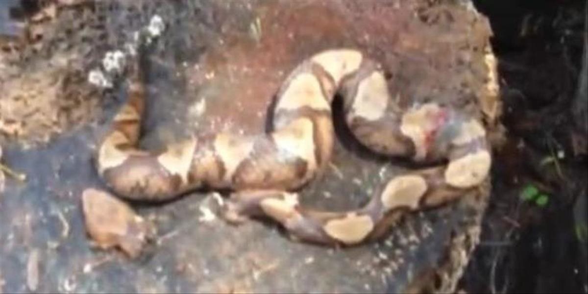 Bizarné VIDEO: Had s odseknutou hlavou zaútočil sám na seba