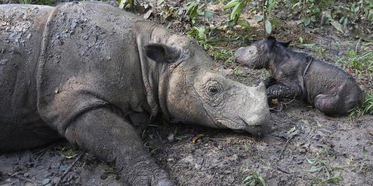 FOTO a VIDEO Samica kriticky ohrozeného nosorožca sumatrianskeho porodila mláďa