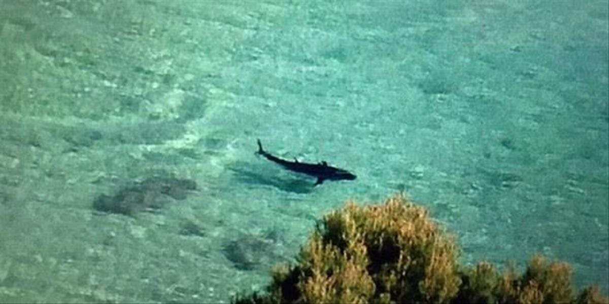 Na Malorke zabili žraloka, ktorý sa zatúlal k pobrežiu