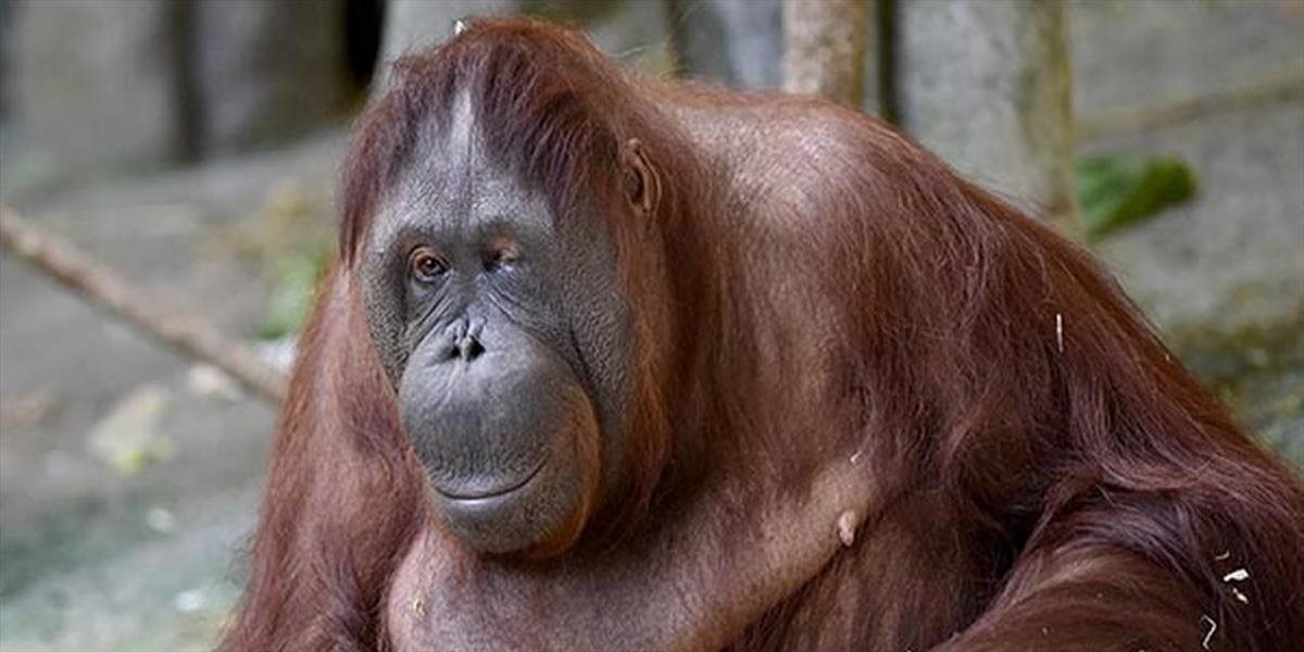 V chicagskej zoo uhynula druhá najstaršia samica orangutana na svete