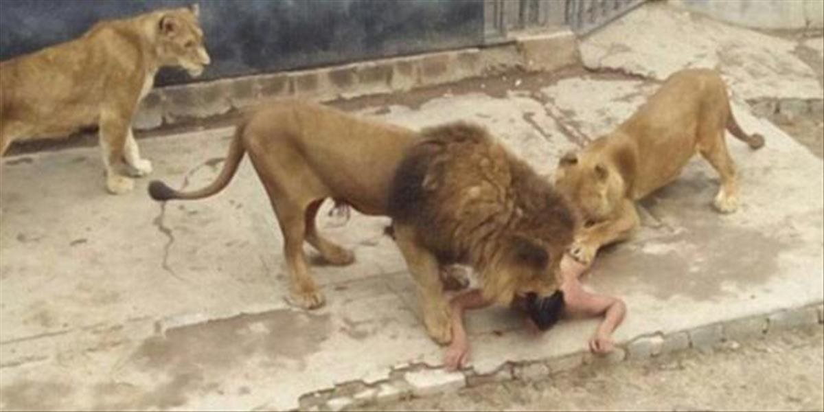 FOTO a VIDEO Nahý muž chcel spáchať samovraždu, skočil medzi levy: Dva museli zastreliť
