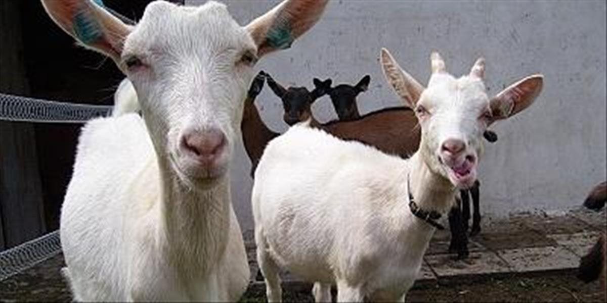 V Tvarožnej ukradol neznámy páchateľ štyri kozy