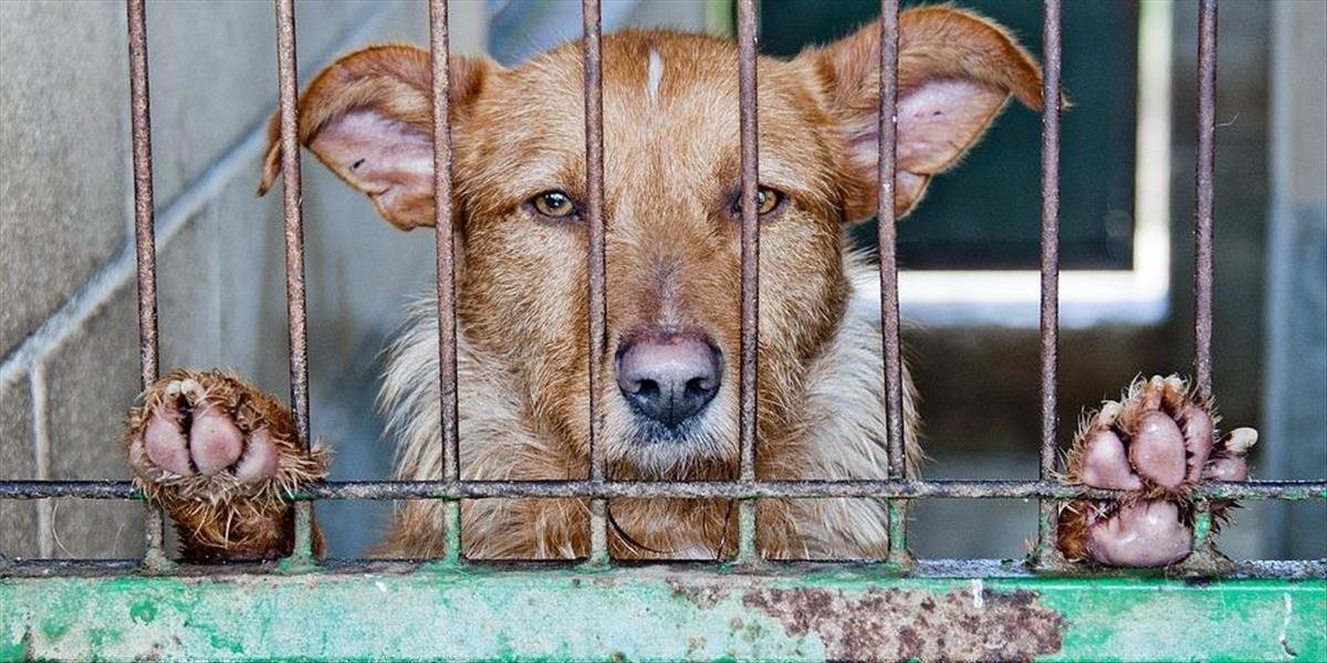 Prípady týrania zvierat je možné nahlásiť na špeciálnu linku