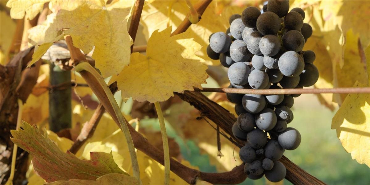 Zmena klímy ovplyvňuje slovenské vinohradníctvo pozitívne aj negatívne