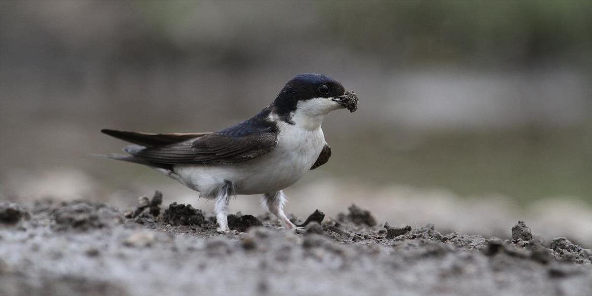 Chráneným belorítkam zničili na Moste SNP 66 hniezd