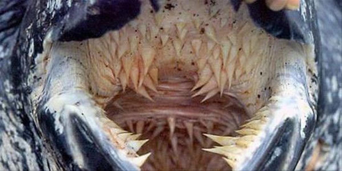 FOTO Viete, akému zvieraťu patrí táto desivá ústna dutina?