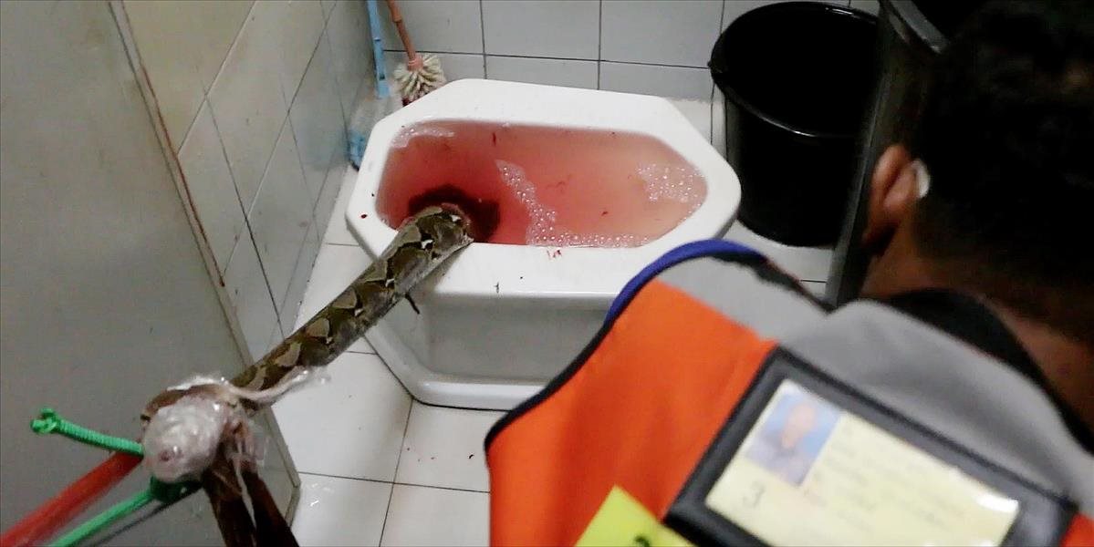 FOTO Krvavý kúpeľ: Toto by ste na záchode nečakali, mužovi sa do penisu zahryzol obrovský pytón