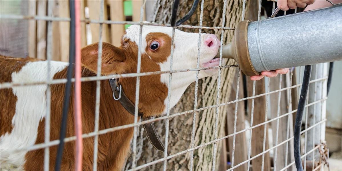 Krízový štáb k mlieku víta prisľúbenú pomoc od vlády