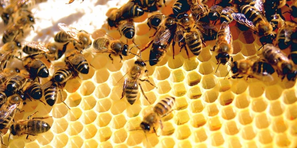 Zlodej si odniesol včely