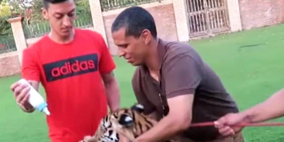 VIDEO Mesuta Özila nerozhádže ani zásah do slabín od tigra