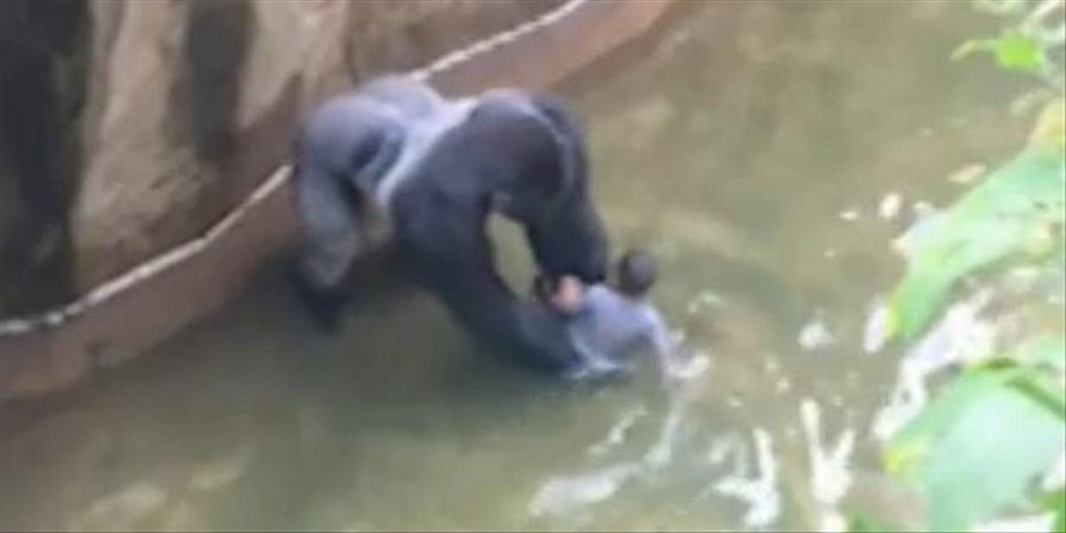 VIDEO V americkej zoo zastrelili gorilu: Do jej výbehu vbehol malý chlapec