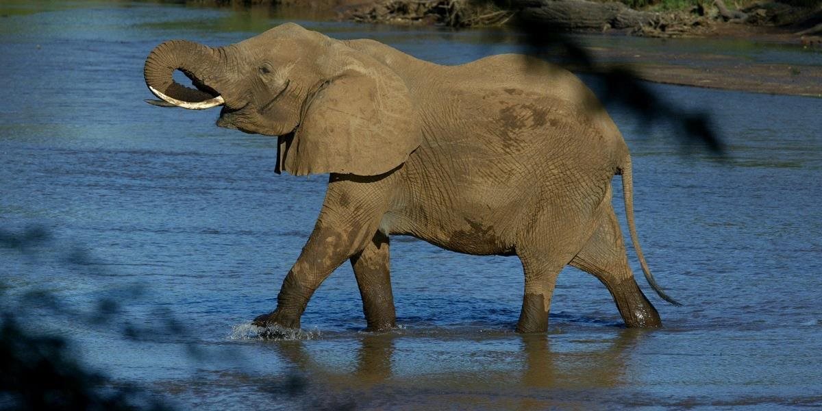 Angola chce obnoviť populáciu slonov
