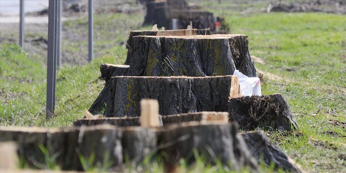 Petíciu proti výrubu stromov podpísalo skoro 11 000 ľudí