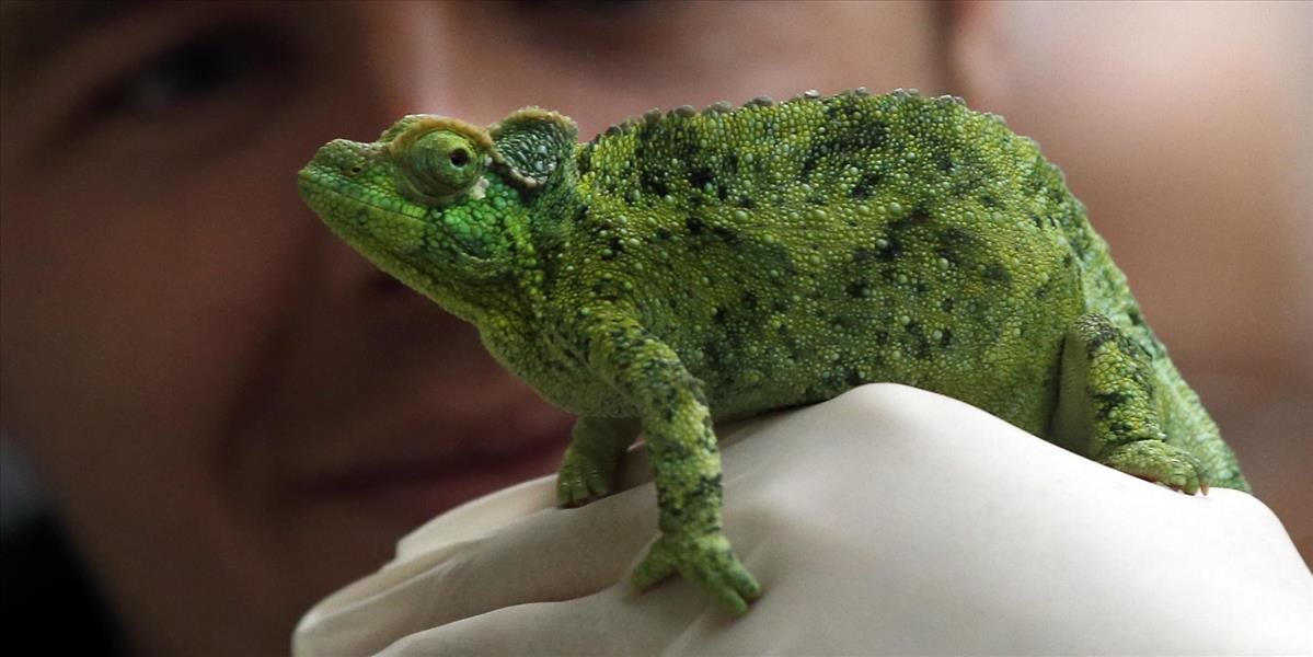 Českí colníci odhalili pašeráka, ktorý prevážal stovky chránených zvierat z Madagaskaru, niektoré uhynuli