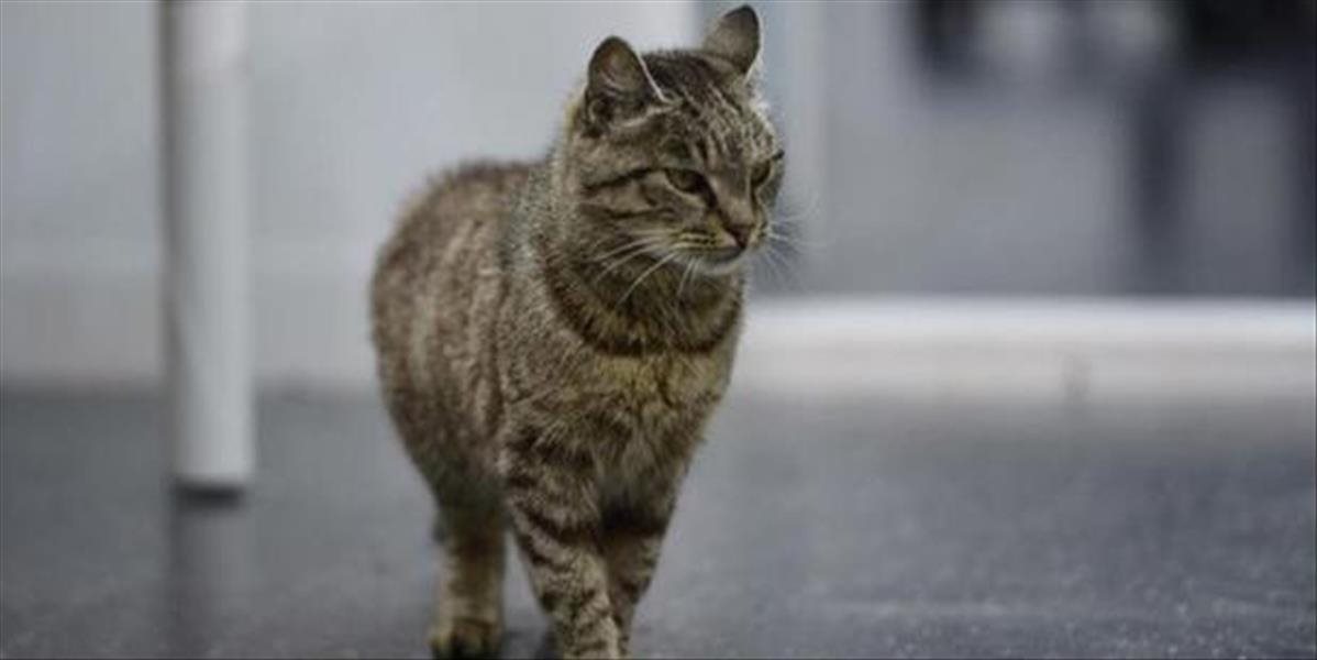 Uhynula mačka, ktorá sa preslávila hostinou v letiskových lahôdkach