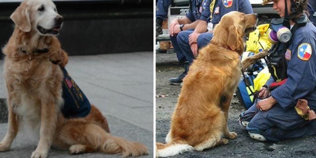 VIDEO Uhynul posledný pes, ktorý sa zapojil do pátrania na Ground Zero