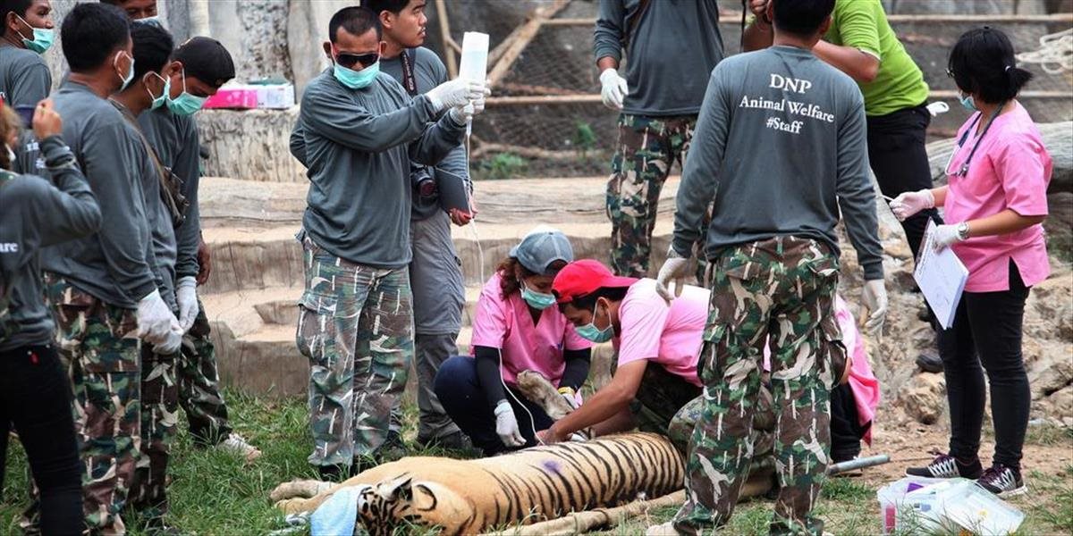 Otrasné FOTO: Thajská polícia objavila pri vyšetrovaní budhistického chrámu tigrí bitúnok