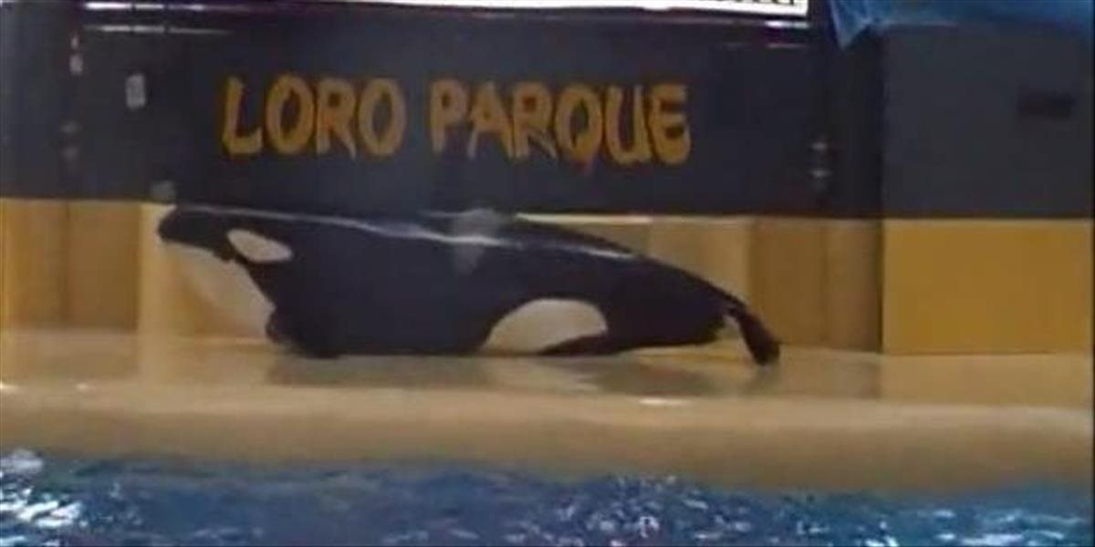 VIDEO Divé zvieratá v zajatí trpia, táto zúfalá kosatka sa pokúsila o samovraždu