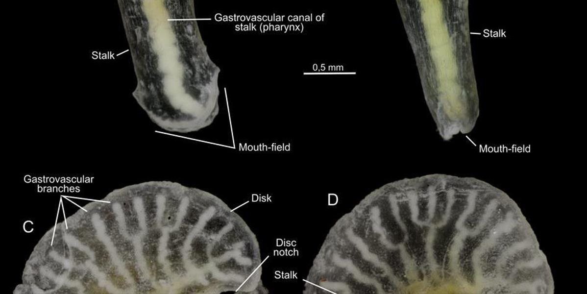 Austrálski vedci odhalili pôvod nezvyčajnej hlbokomorskej "huby"