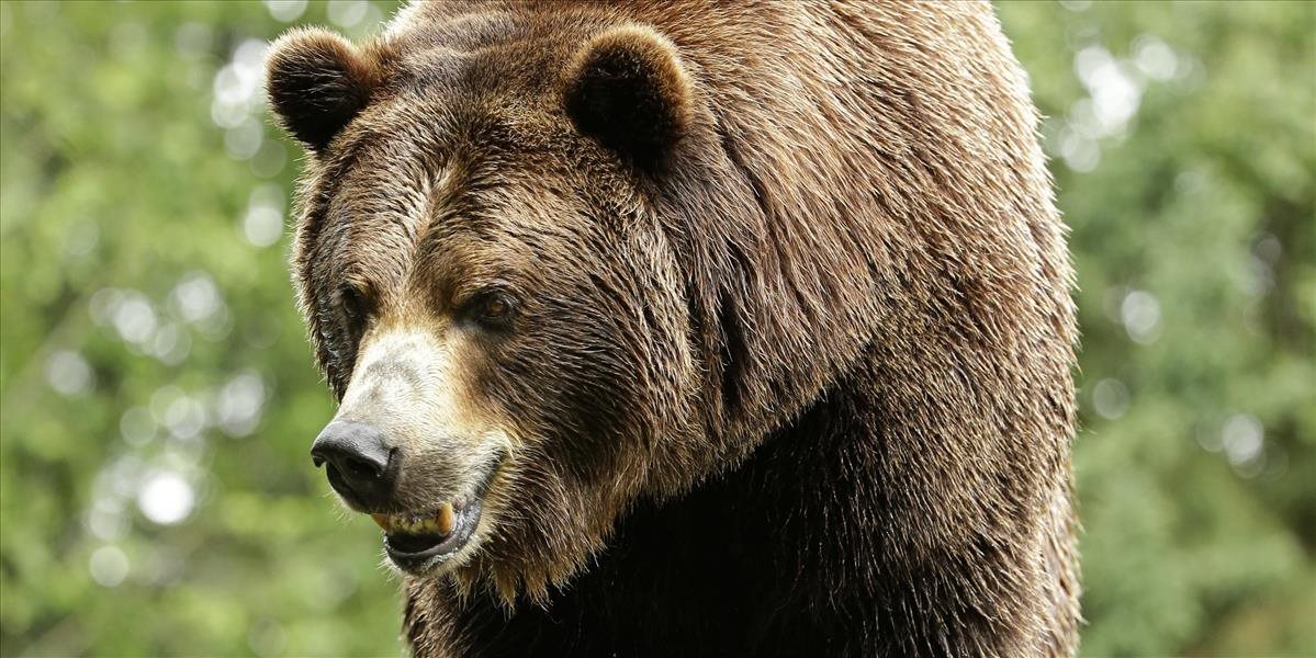 Slovinského medveďa vypustili v španielskych Pyrenejach, má obnoviť tamojšiu populáciu