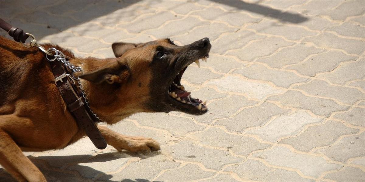 Pes pohryzol poštárku, jeho majiteľovi hrozí ročné väzenie