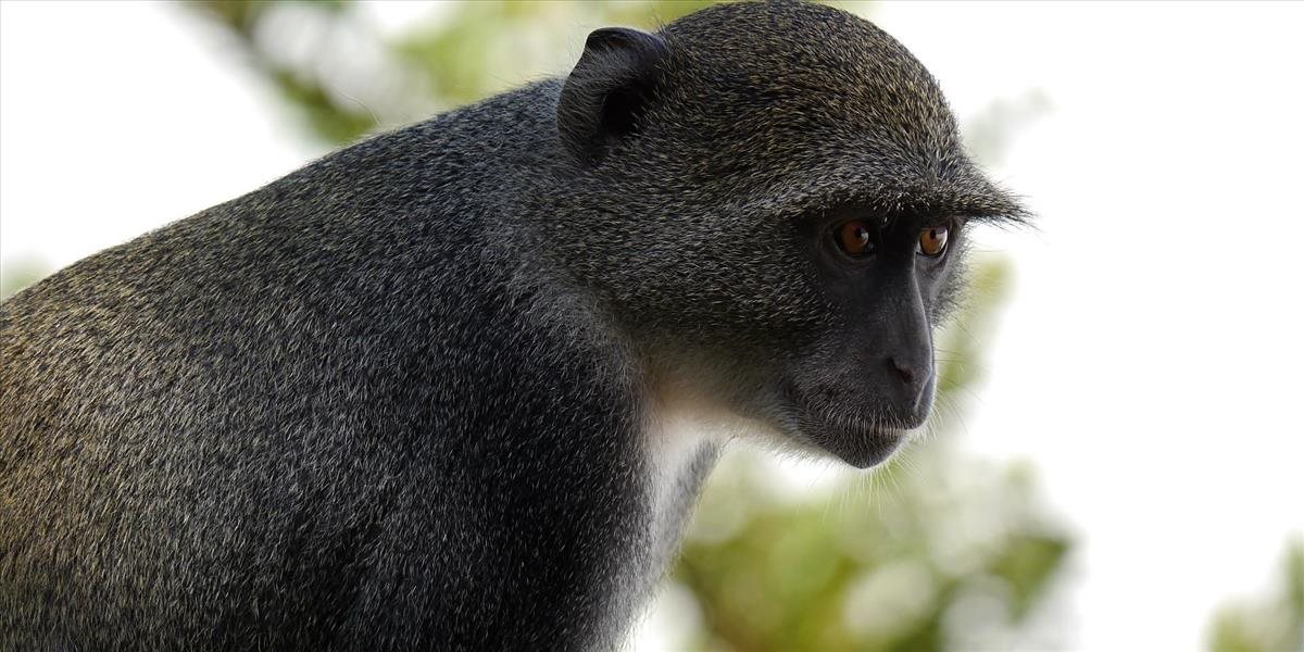Opica rozbila transformátor: Spôsobila celoštátny výpadok elektriny