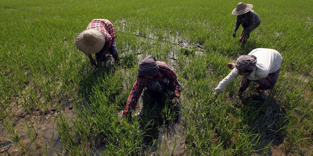 Príďte plieť ryžové polia, vyzýva obyvateľstvo Severná Kórea