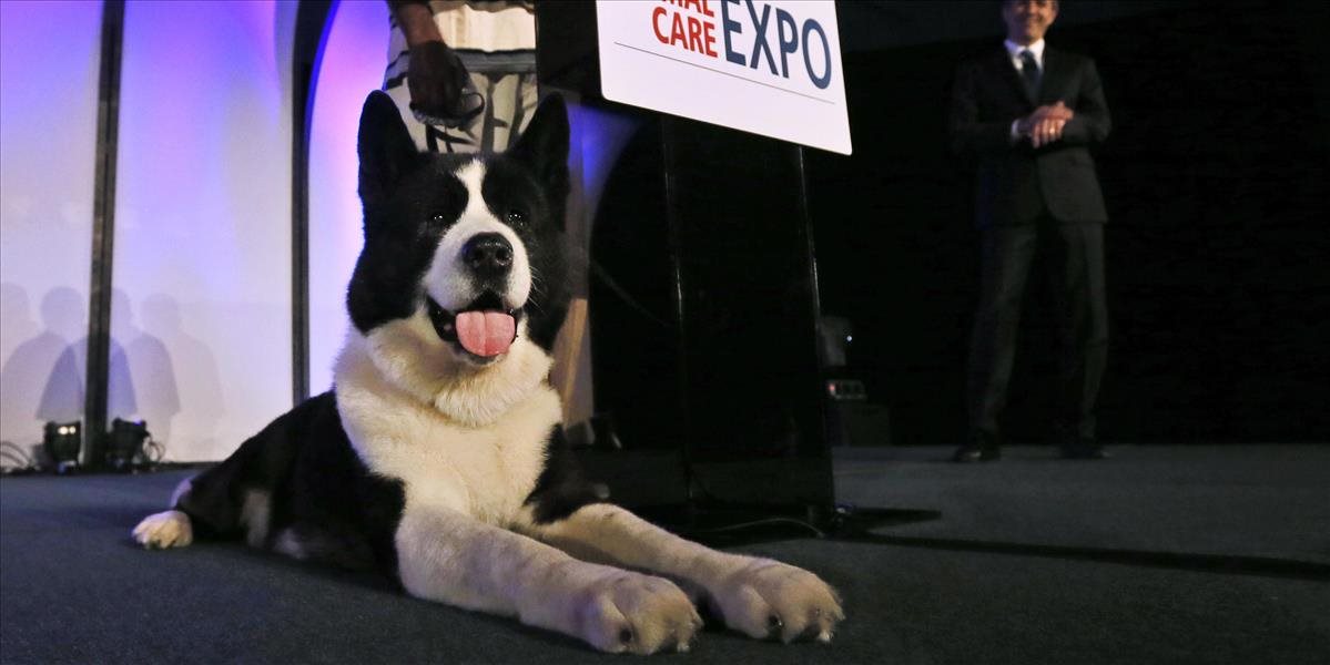 Na výstave psov Dog Expo 2016 v Nitre sa zišli kynológovia z celého sveta
