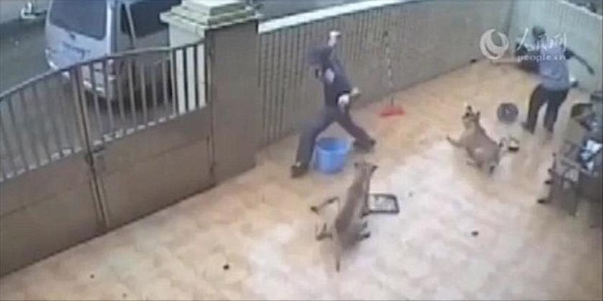 VIDEO Zlodeji drasticky ukradli psy spred domu, každý rok ich v Číne zjedia desiatky miliónov