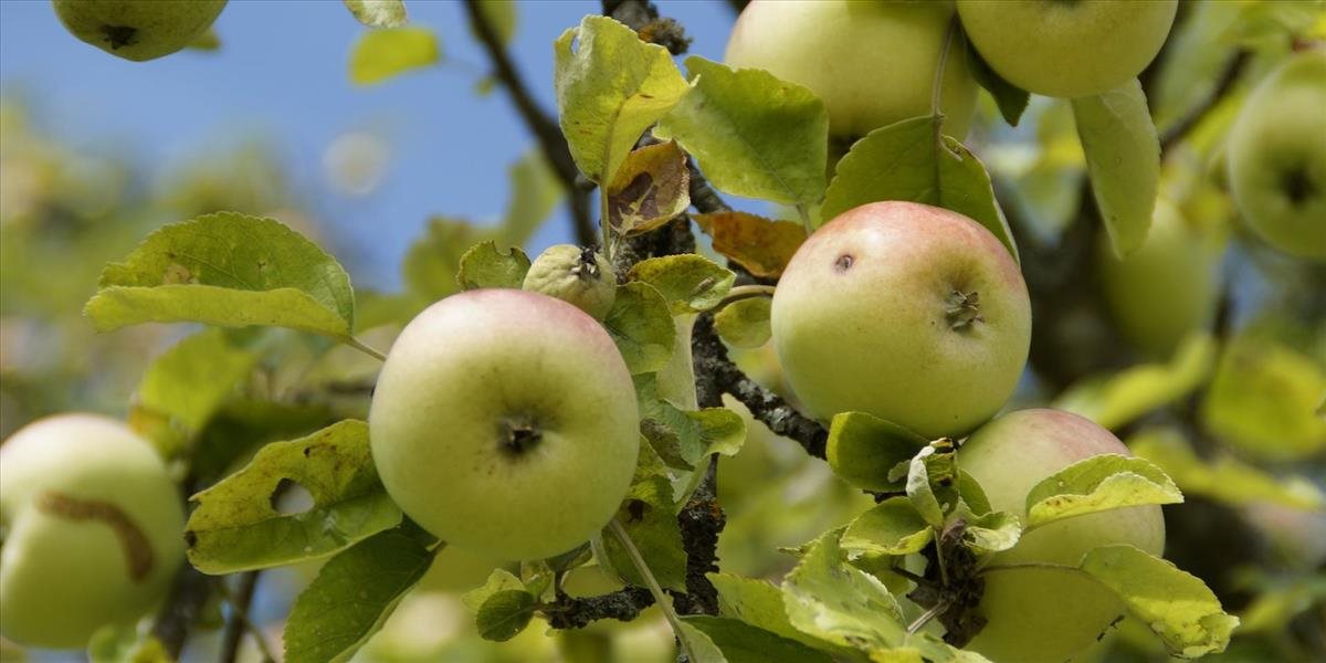 Bude menej ovocia? Aprílové mrazy spôsobili pestovateľom celkové škody za vyše 49 mil. eur