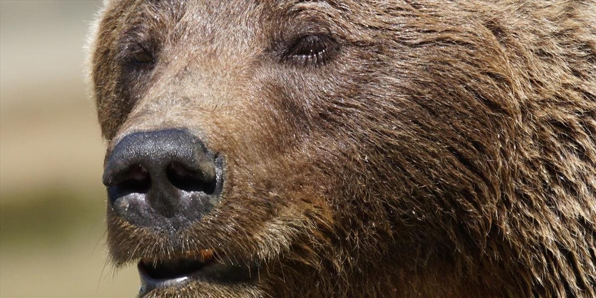 Šelmy útočili: Medvede na severe Japonska zabili štyroch ľudí