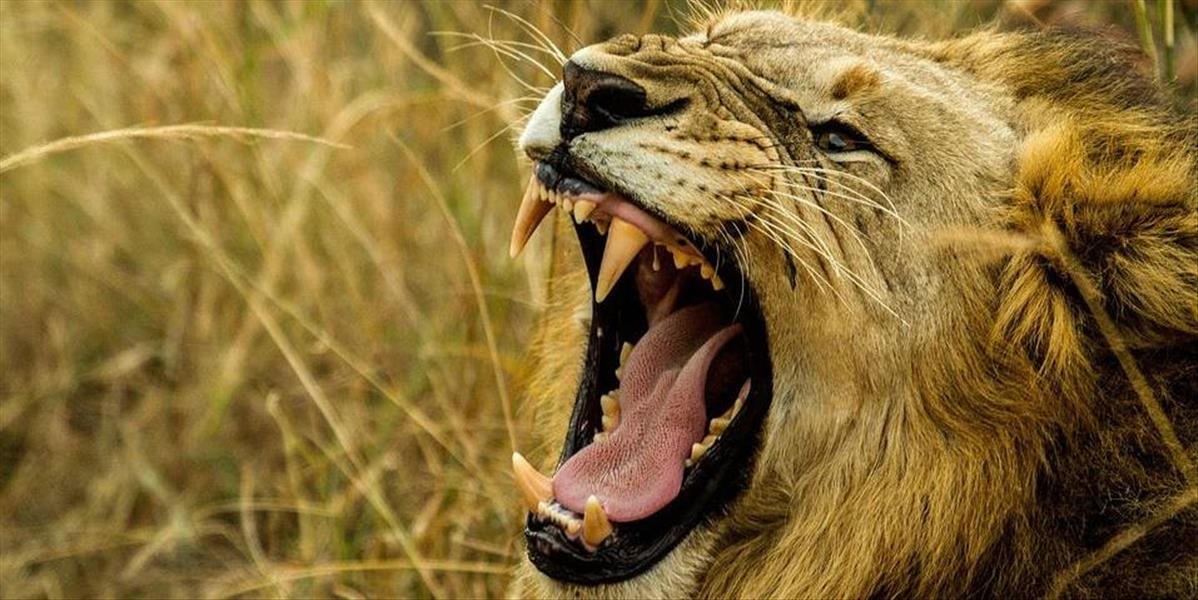 V Indii súdia aj zvieratá: Zatkli 18 levov podozrivých z vraždy, vinníka čaká basa