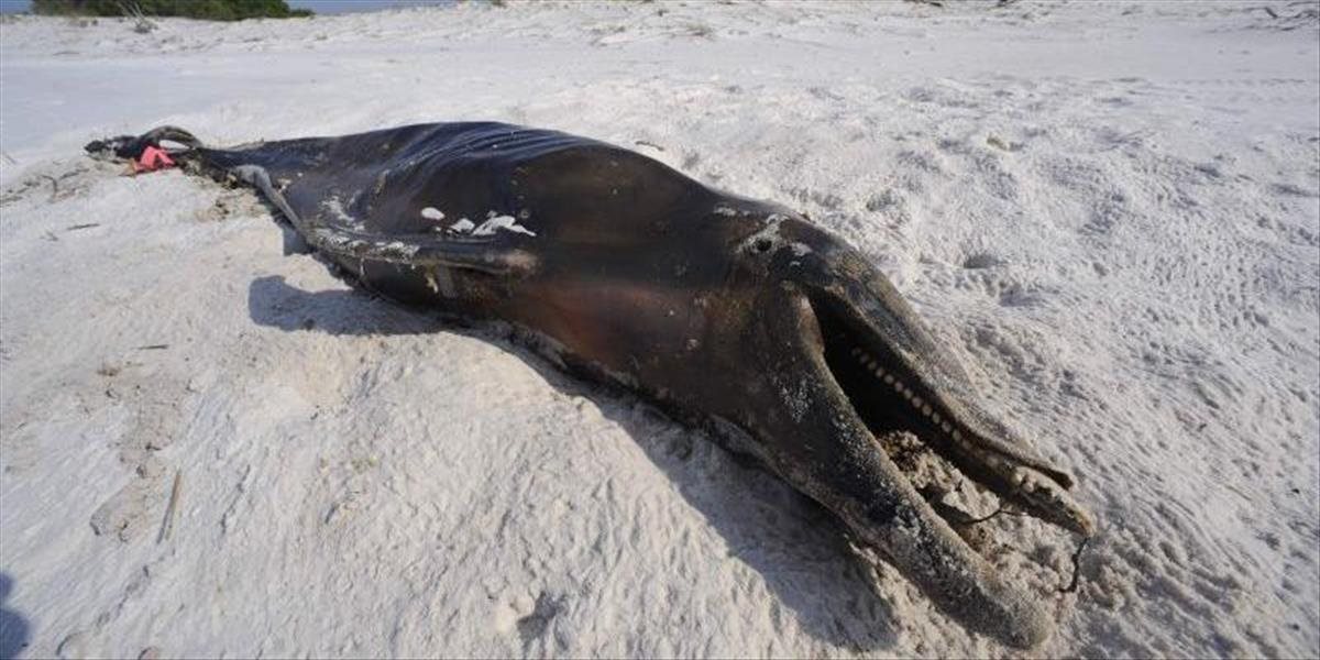 Na severovýchodnom pobreží Jávy hromadne uviazli desiatky delfínov, mnohí už uhynuli