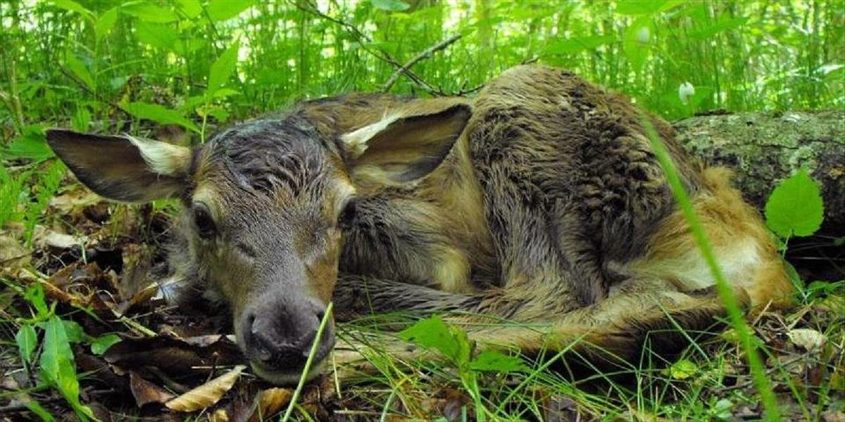 V Zveroparku pri Žarnovici sa tešia z narodenia malého losa mokraďového