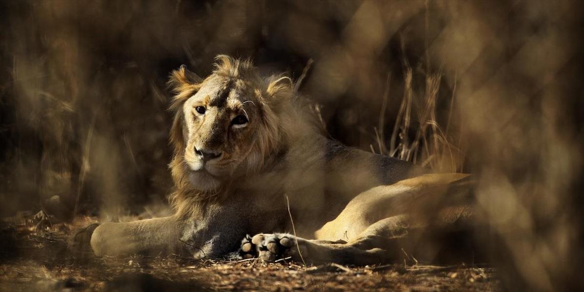 V Indii odchytili troch levov ľudožrútov