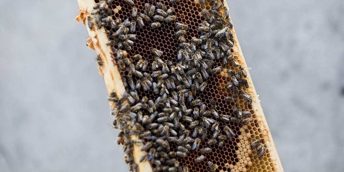 Včelstvá na Slovensku likvidujú chemické postreky rastlín