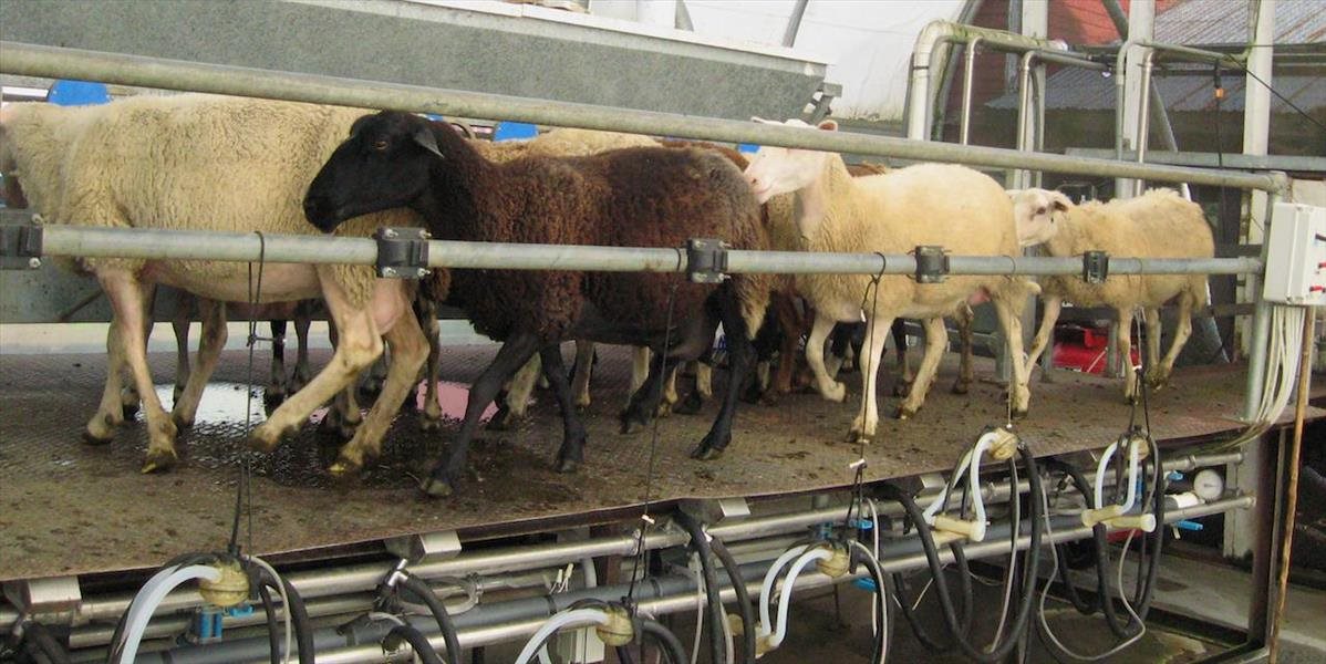 Výrobky z ovčieho a kozieho mlieka sú bezpečné